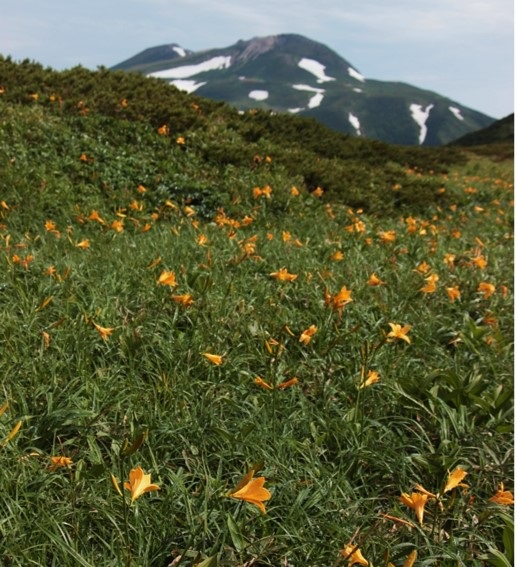 別山平のニッコウキスゲ
