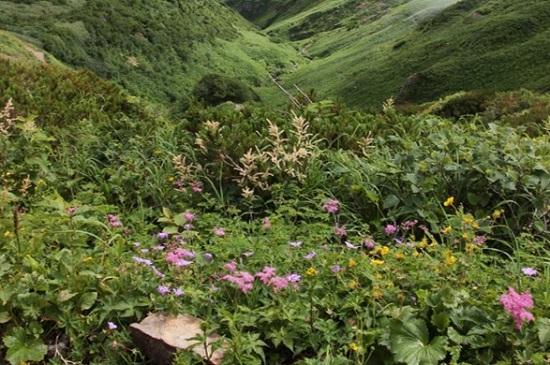 砂防新道　十二曲り付近の花々