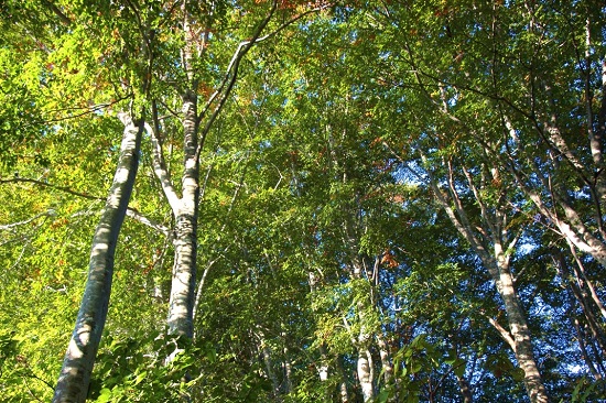 ブナオ峠から登り始めてすぐのブナ林