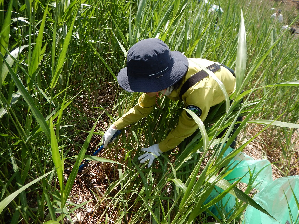 平成29年５月27日　藤前干潟クリーン大作戦