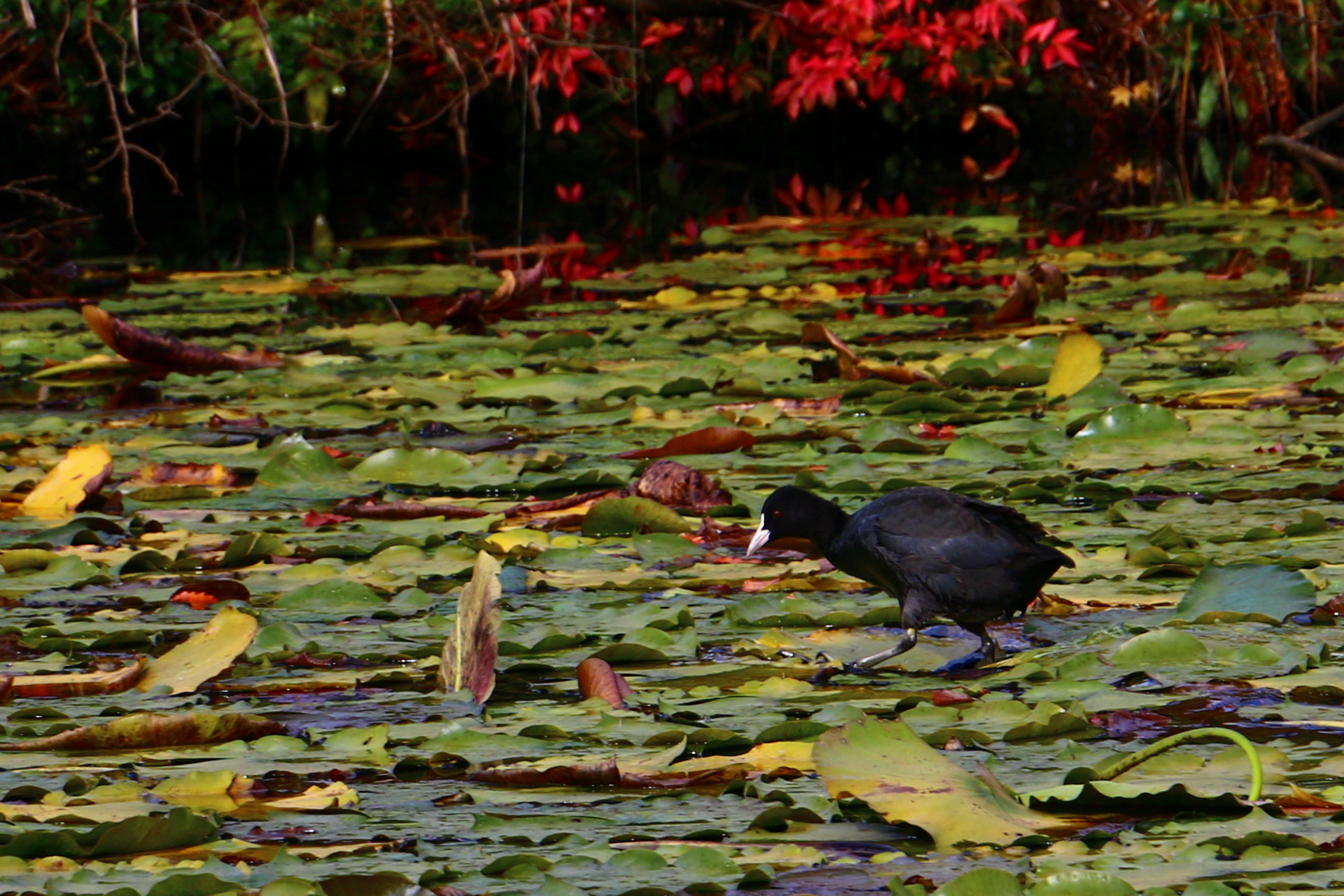 スイレンの上を歩いて移動するオオバン