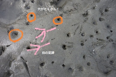 干潟の写真　答え編