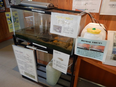 干潟の干満再現水槽＠藤前活動センター