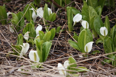いもり池に咲くミズバショウの群生