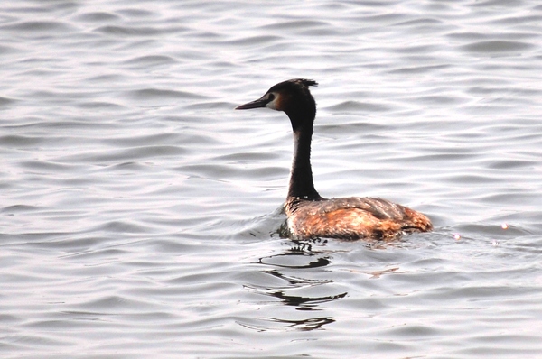 藤前干潟 夏羽に変わりつつあるカンムリカイツブリ