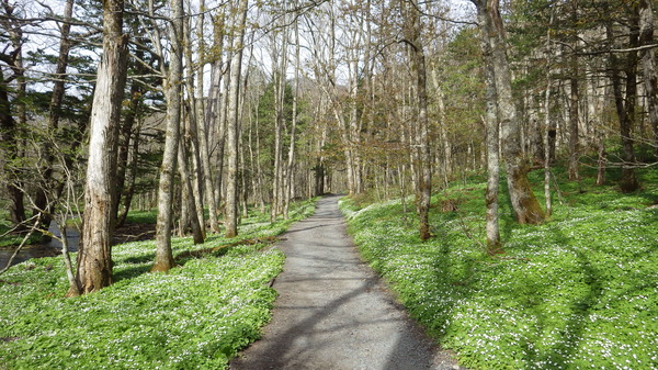 ニリンソウの小径
