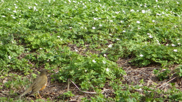 アカハラのお散歩