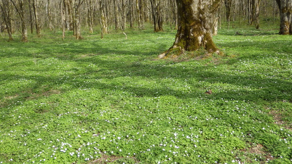 ニリンソウのお花畑