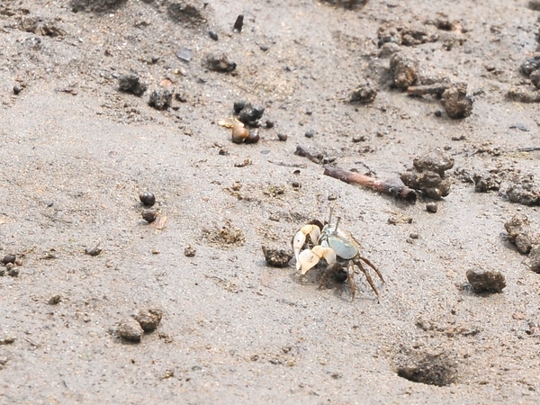 藤前干潟 チゴガニ