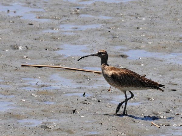 藤前干潟 チュウシャクシギ