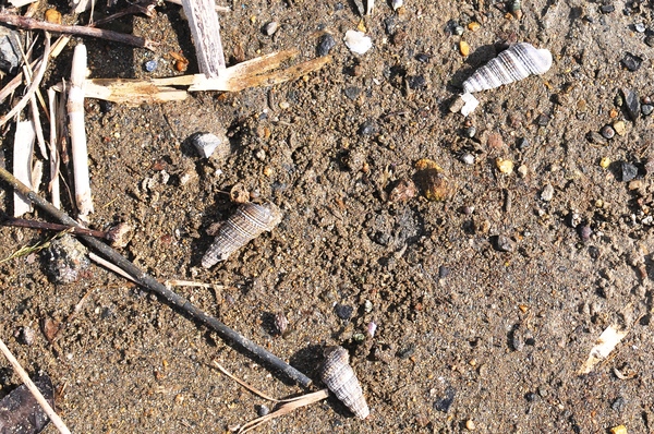 藤前干潟　フトヘナタリ