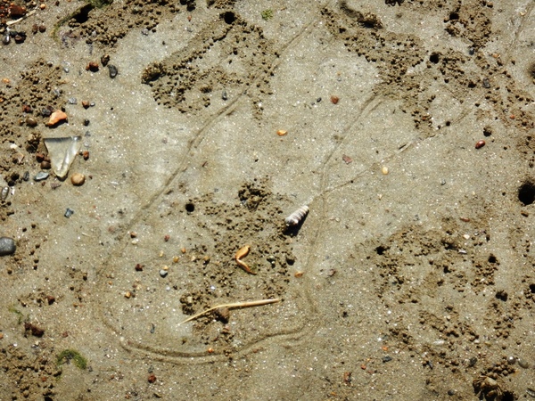 藤前干潟　フトヘナタリの足跡