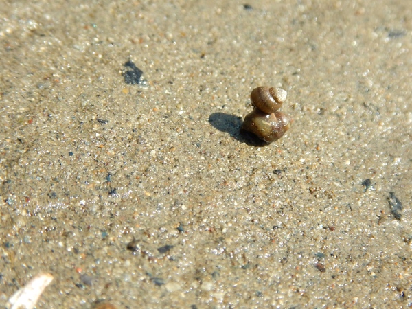 カワザンショウガイ類の２段乗せ