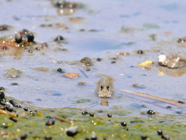 藤前干潟 トビハゼ