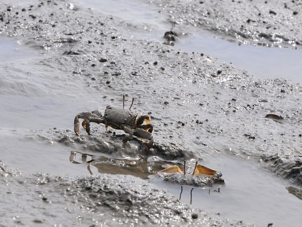 藤前干潟 ヤマトオサガニ