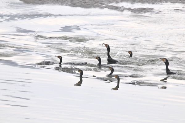 カワウの追い込み漁