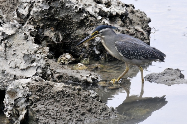 ササゴイ 獲物を探しているところ?