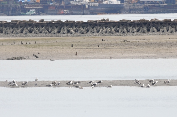 ウミネコ 夏の藤前干潟を賑わしてくれる