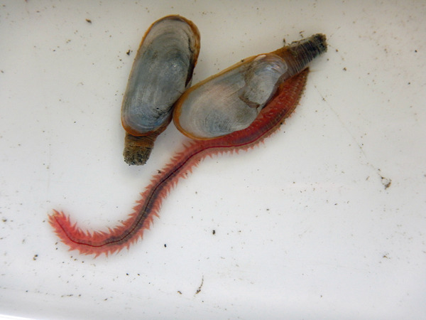 ソトオリガイとゴカイ