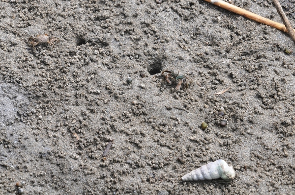 チゴガニとフトヘナタリ