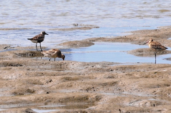 ダイゼンとオオソリハシシギ