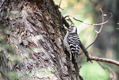 稲永公園のコゲラ
