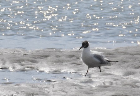 ユリカモメ（夏羽）