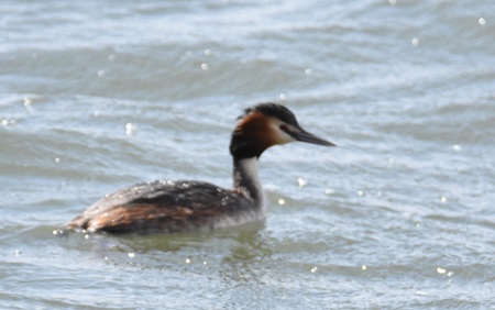 カンムリカイツブリ（夏羽）