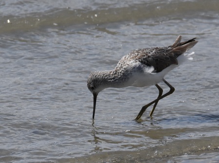 コアオアシシギ