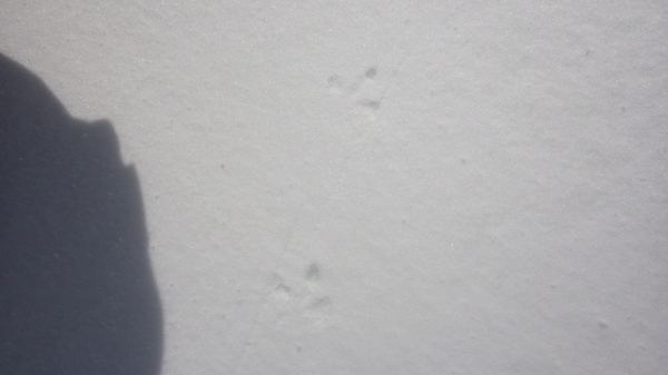 ライチョウの足跡