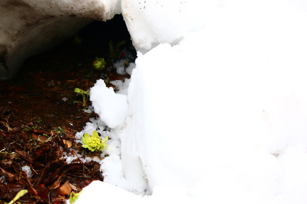 雪解けに顔を出すふきのとう
