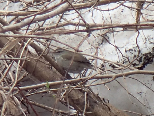 餌を探すウグイス