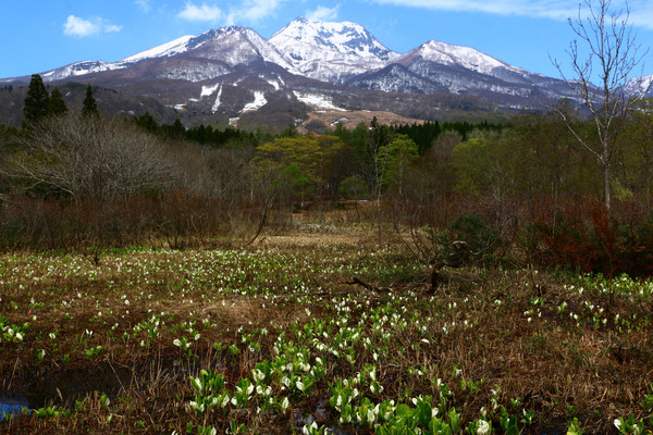 残雪の妙高山とミズバショウ