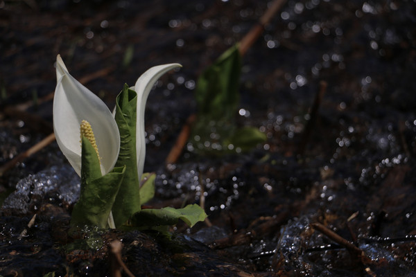 いもり池畔に咲くミズバショウ