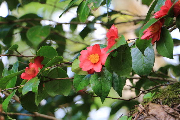 ユキツバキの花