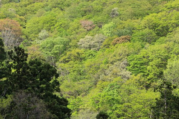 遊歩道から見る山の斜面