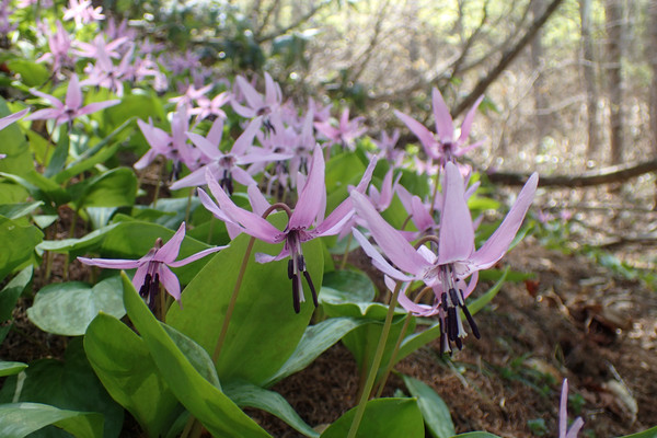 カタクリ咲く小道