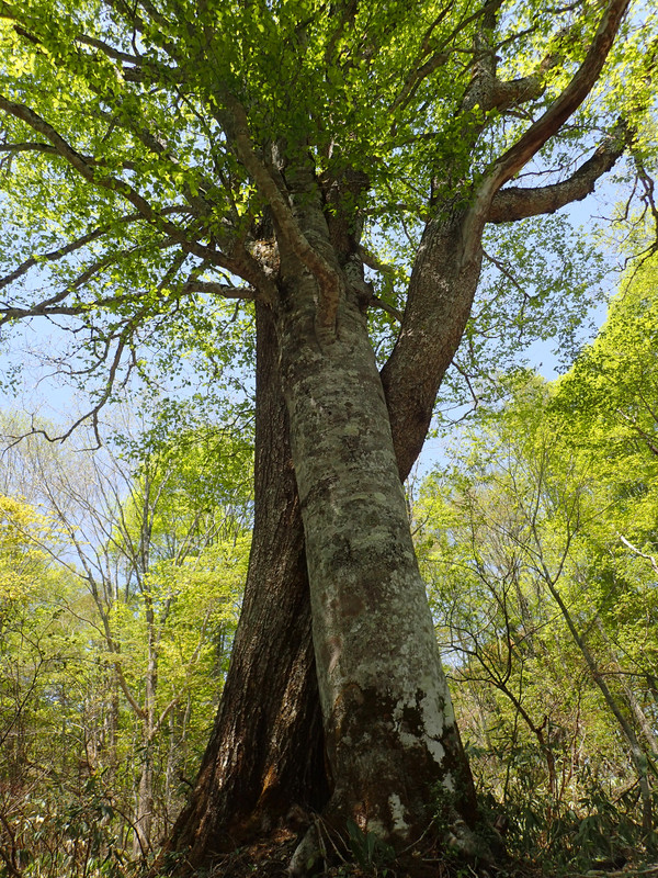 ブナとミズナラの相生する縁結びの木にも芽吹き
