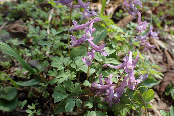 エゾエンゴサクの群落