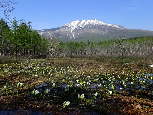 夢見平湿原のミズバショウと三田原山