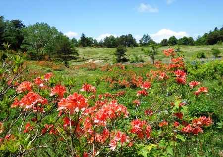 五味池破風高原レンゲツツジ