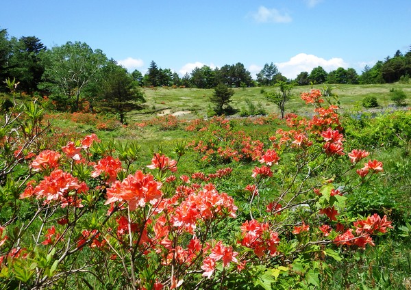 五味池破風高原のレンゲツツジ