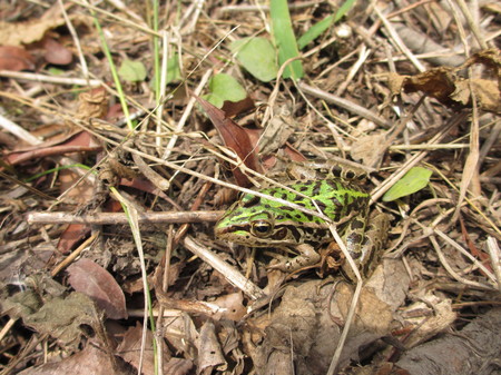 トノサマガエル 横山