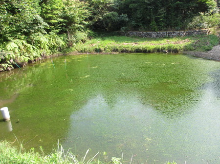 横山 ため池 オオフサモ駆除