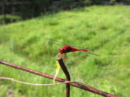 ショウジョウトンボ 横山