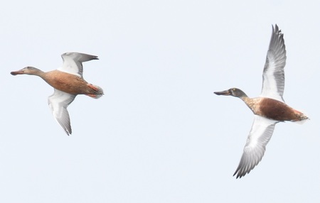 ハシビロガモの飛翔