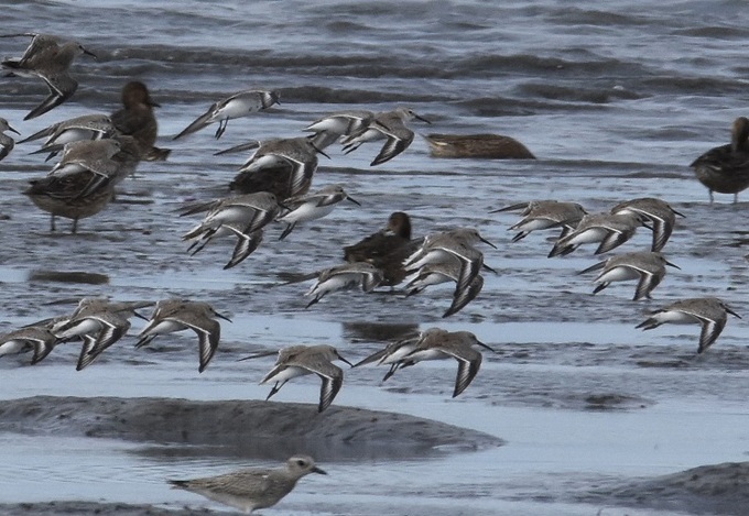 干潟に飛来したハマシギ