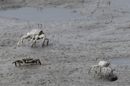 ヤマトオサガニ