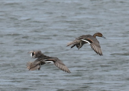 オナガガモの飛翔