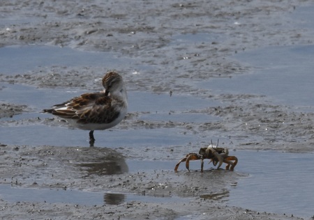 トウネンとヤマトオサガニ